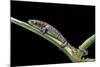 Bolitoglossa Dofleini (Giant Palm Salamander, Alta Verapaz Salamander)-Paul Starosta-Mounted Photographic Print