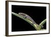 Bolitoglossa Dofleini (Giant Palm Salamander, Alta Verapaz Salamander)-Paul Starosta-Framed Photographic Print