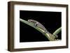 Bolitoglossa Dofleini (Giant Palm Salamander, Alta Verapaz Salamander)-Paul Starosta-Framed Photographic Print