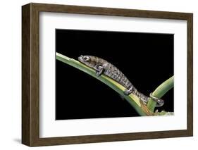 Bolitoglossa Dofleini (Giant Palm Salamander, Alta Verapaz Salamander)-Paul Starosta-Framed Photographic Print