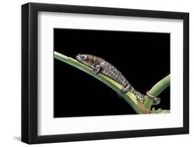 Bolitoglossa Dofleini (Giant Palm Salamander, Alta Verapaz Salamander)-Paul Starosta-Framed Photographic Print