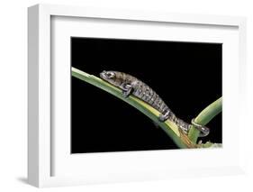 Bolitoglossa Dofleini (Giant Palm Salamander, Alta Verapaz Salamander)-Paul Starosta-Framed Photographic Print