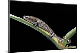 Bolitoglossa Dofleini (Giant Palm Salamander, Alta Verapaz Salamander)-Paul Starosta-Mounted Photographic Print