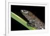 Bolitoglossa Dofleini (Giant Palm Salamander, Alta Verapaz Salamander)-Paul Starosta-Framed Photographic Print