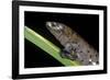 Bolitoglossa Dofleini (Giant Palm Salamander, Alta Verapaz Salamander)-Paul Starosta-Framed Photographic Print