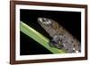 Bolitoglossa Dofleini (Giant Palm Salamander, Alta Verapaz Salamander)-Paul Starosta-Framed Photographic Print