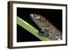 Bolitoglossa Dofleini (Giant Palm Salamander, Alta Verapaz Salamander)-Paul Starosta-Framed Photographic Print