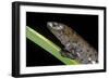 Bolitoglossa Dofleini (Giant Palm Salamander, Alta Verapaz Salamander)-Paul Starosta-Framed Photographic Print