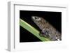 Bolitoglossa Dofleini (Giant Palm Salamander, Alta Verapaz Salamander)-Paul Starosta-Framed Photographic Print