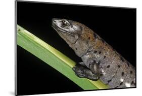 Bolitoglossa Dofleini (Giant Palm Salamander, Alta Verapaz Salamander)-Paul Starosta-Mounted Photographic Print