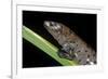 Bolitoglossa Dofleini (Giant Palm Salamander, Alta Verapaz Salamander)-Paul Starosta-Framed Photographic Print