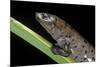 Bolitoglossa Dofleini (Giant Palm Salamander, Alta Verapaz Salamander)-Paul Starosta-Mounted Photographic Print