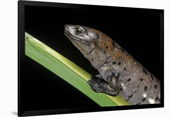 Bolitoglossa Dofleini (Giant Palm Salamander, Alta Verapaz Salamander)-Paul Starosta-Framed Photographic Print