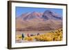 Bolivia, Antiplano - Canapa Lake-Elzbieta Sekowska-Framed Photographic Print