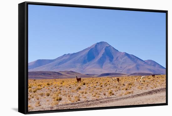 Bolivia, Antiplano - Landscape with Vicunas-Elzbieta Sekowska-Framed Stretched Canvas