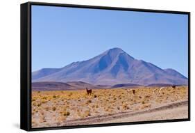 Bolivia, Antiplano - Landscape with Vicunas-Elzbieta Sekowska-Framed Stretched Canvas