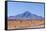 Bolivia, Antiplano - Landscape with Vicunas-Elzbieta Sekowska-Framed Stretched Canvas