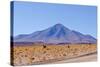Bolivia, Antiplano - Landscape with Vicunas-Elzbieta Sekowska-Stretched Canvas
