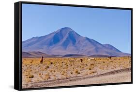 Bolivia, Antiplano - Landscape with Vicunas-Elzbieta Sekowska-Framed Stretched Canvas