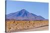 Bolivia, Antiplano - Landscape with Vicunas-Elzbieta Sekowska-Stretched Canvas