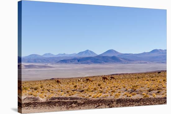 Bolivia, Antiplano - Landscape with Vicunas-Elzbieta Sekowska-Stretched Canvas