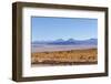 Bolivia, Antiplano - Landscape with Vicunas-Elzbieta Sekowska-Framed Photographic Print