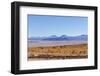 Bolivia, Antiplano - Landscape with Vicunas-Elzbieta Sekowska-Framed Photographic Print