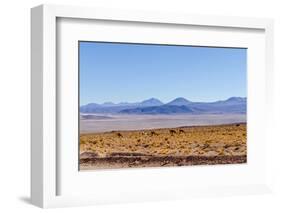 Bolivia, Antiplano - Landscape with Vicunas-Elzbieta Sekowska-Framed Photographic Print