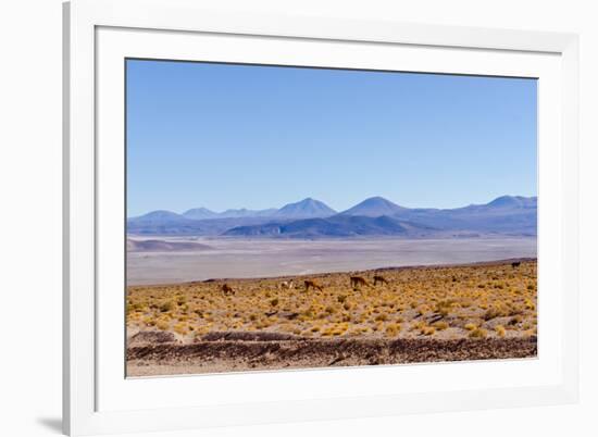 Bolivia, Antiplano - Landscape with Vicunas-Elzbieta Sekowska-Framed Photographic Print