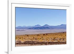 Bolivia, Antiplano - Landscape with Vicunas-Elzbieta Sekowska-Framed Photographic Print