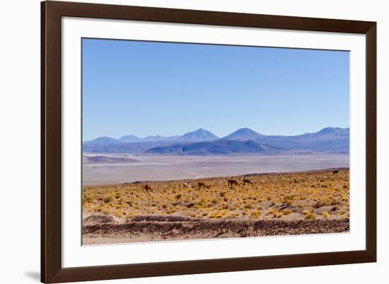 Bolivia, Antiplano - Landscape with Vicunas-Elzbieta Sekowska-Framed Photographic Print