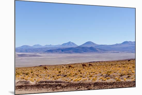 Bolivia, Antiplano - Landscape with Vicunas-Elzbieta Sekowska-Mounted Photographic Print