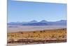 Bolivia, Antiplano - Landscape with Vicunas-Elzbieta Sekowska-Mounted Photographic Print