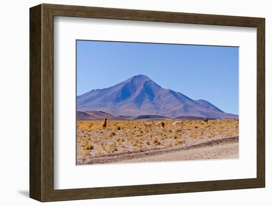 Bolivia, Antiplano - Landscape with Vicunas-Elzbieta Sekowska-Framed Photographic Print