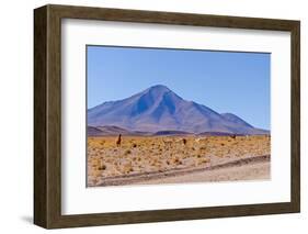 Bolivia, Antiplano - Landscape with Vicunas-Elzbieta Sekowska-Framed Photographic Print