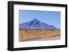 Bolivia, Antiplano - Landscape with Vicunas-Elzbieta Sekowska-Framed Photographic Print