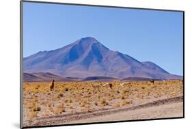 Bolivia, Antiplano - Landscape with Vicunas-Elzbieta Sekowska-Mounted Photographic Print