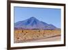 Bolivia, Antiplano - Landscape with Vicunas-Elzbieta Sekowska-Framed Photographic Print