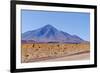 Bolivia, Antiplano - Landscape with Vicunas-Elzbieta Sekowska-Framed Photographic Print