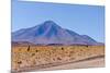 Bolivia, Antiplano - Landscape with Vicunas-Elzbieta Sekowska-Mounted Photographic Print