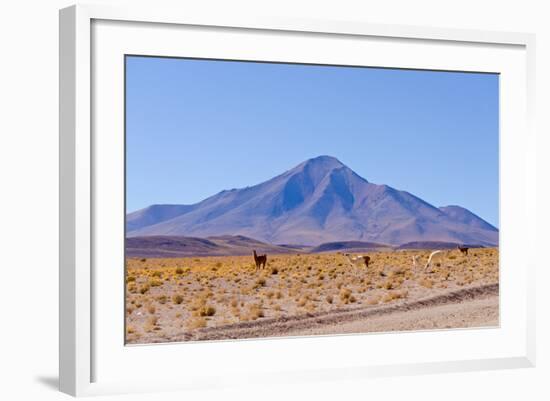 Bolivia, Antiplano - Landscape with Vicunas-Elzbieta Sekowska-Framed Photographic Print