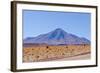 Bolivia, Antiplano - Landscape with Vicunas-Elzbieta Sekowska-Framed Photographic Print