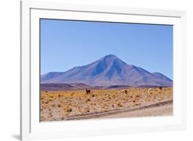 Bolivia, Antiplano - Landscape with Vicunas-Elzbieta Sekowska-Framed Photographic Print