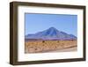 Bolivia, Antiplano - Landscape with Vicunas-Elzbieta Sekowska-Framed Photographic Print