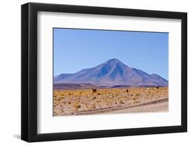 Bolivia, Antiplano - Landscape with Vicunas-Elzbieta Sekowska-Framed Photographic Print