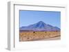 Bolivia, Antiplano - Landscape with Vicunas-Elzbieta Sekowska-Framed Photographic Print