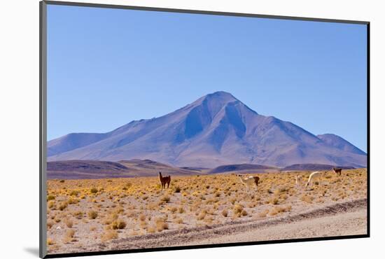 Bolivia, Antiplano - Landscape with Vicunas-Elzbieta Sekowska-Mounted Photographic Print