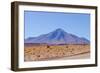 Bolivia, Antiplano - Landscape with Vicunas-Elzbieta Sekowska-Framed Photographic Print