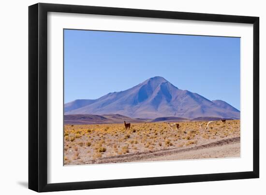 Bolivia, Antiplano - Landscape with Vicunas-Elzbieta Sekowska-Framed Photographic Print