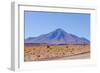 Bolivia, Antiplano - Landscape with Vicunas-Elzbieta Sekowska-Framed Photographic Print